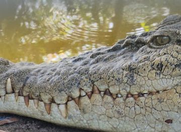 malaysia/klang-valley/attraction/crocodile-lake
