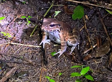 costa-rica/manuel-antonio-national-park/attraction/jungle-night-tour-manuel-antonio
