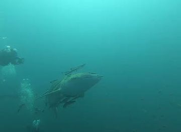 thailand/koh-tao/attraction/chumphon-pinnacle