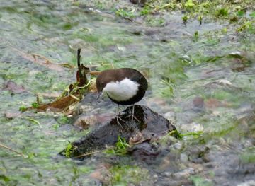 denmark/rold-skov/attraction/vandstar