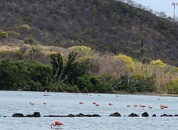 curacao/hato-caves/attraction/flamingo-habitat-parking