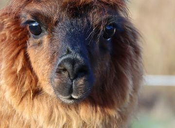 denmark/thy-national-park/attraction/thypaca-alpaca-farm