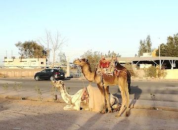 egypt/sharm-el-sheikh/attraction/el-sherif-safari