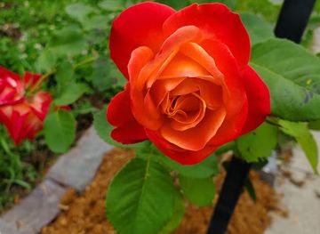 arkansas/fort-smith/attraction/anniversary-rose-garden