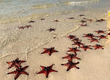 vietnam/phu-quoc/attraction/starfish-beach