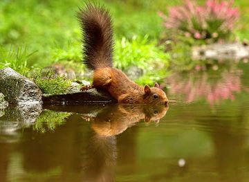 united-kingdom/yorkshire-dales-national-park/attraction/snaizeholme-red-squirrel-sanctuary