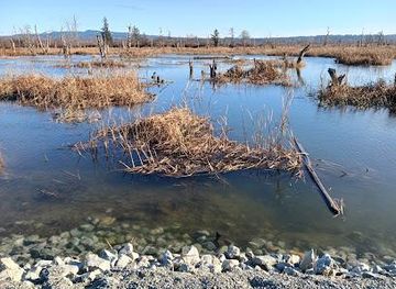 washington/marysville/attraction/skagit-wildlife-area-wiley-slough