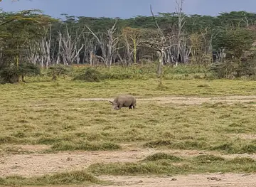 Rhino Point