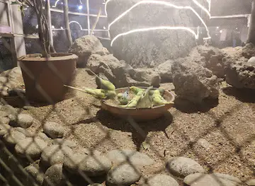 GOM Aviary