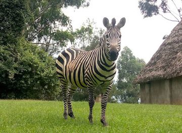 uganda/bwindi-impenetrable-national-park/attraction/journey-africa-tours