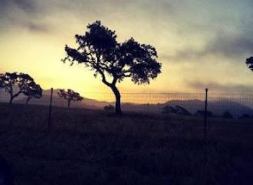 california/pismo-beach/attraction/levo-wine