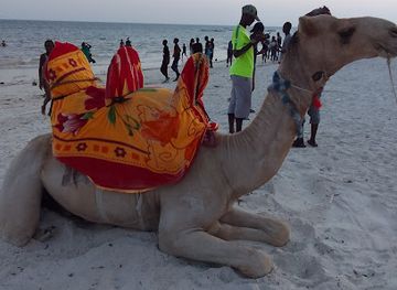 kenya/mombasa-beach/attraction/siyad-camel-001