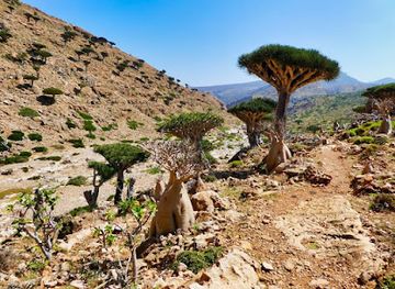 yemen/socotra-island/attraction/socotra-pioneer-tours