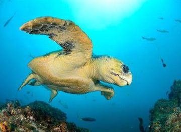 australia/byron-bay/attraction/diving-byron-bay