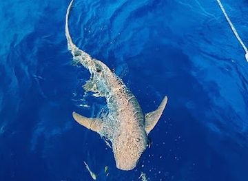 maldives/huvadhoo-atoll/attraction/shark-reef