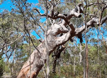 australia/central-coast/attraction/the-grandmother-tree
