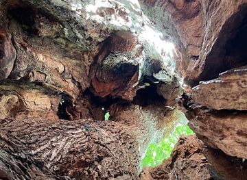 norway/agder/attraction/dommesmo-oak