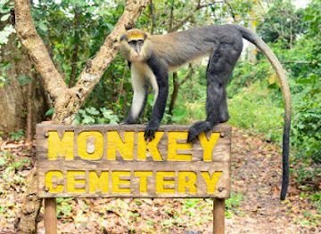 ghana/kintampo/attraction/boabeng-fiema-monkey-sanctuary
