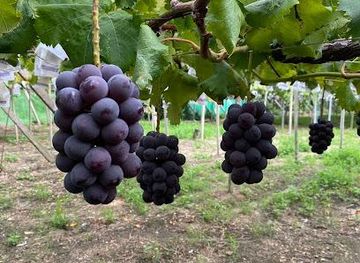 japan/nagoya/attraction/kobayashi-orchards