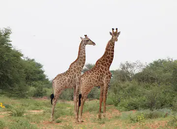 Jwana Private Game Park