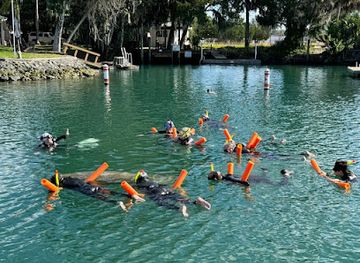 florida/crystal-river/attraction/crystal-river-manatee-fun