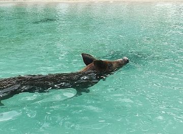 the-bahamas/eleuthera-island/attraction/gold-star-adventures