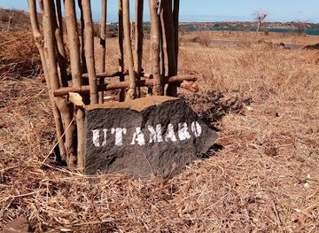madagascar/antsiranana/attraction/baobab-utamaro-a-suarezensis