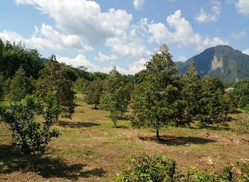 thailand/khao-sok-national-park/attraction/khao-sok-the-turtle-bridge