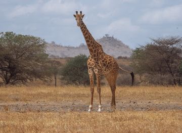 tanzania/ngorongoro-conservation-area/attraction/tanzania-tour-guides