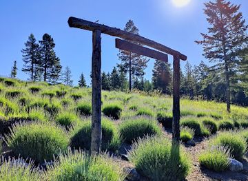 montana/southeastern-montana/attraction/purple-mountain-lavender