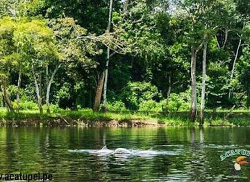 peru/pacaya-samiria-national-reserve/attraction/reserva-nacional-pacaya-samiria-acatupel-agency