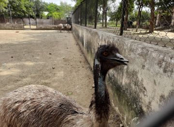 india/north-india/attraction/anandwan-zoo