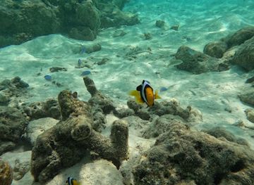 maldives/hulhumale-island/attraction/kurumba-house-reef