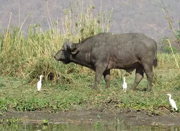 Sangalala Safaris