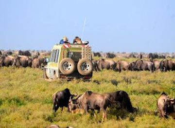 tanzania/arusha/attraction/ecological-wilderness-adventures-tanzania-safari