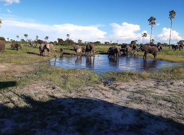 zimbabwe/zambezi-valley/attraction/davison-s-camp