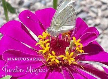 mexico/puerto-vallarta/attraction/butterfly-sanctuary-mariposario-jardin-magico
