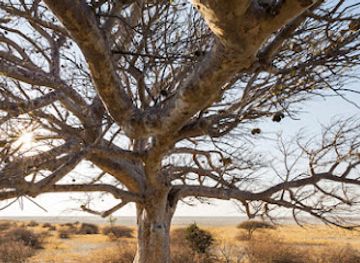 united-arab-emirates/abu-dhabi-region/attraction/shade-tree-on-way