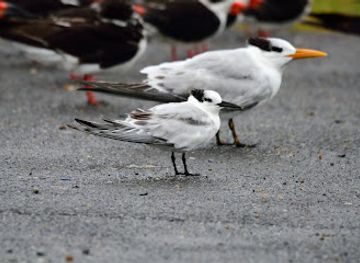louisiana/sabine-national-wildlife-refuge/attraction/calcasieu-ship-channel-birding