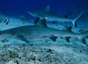maldives/thinadhoo-island/attraction/shark-point