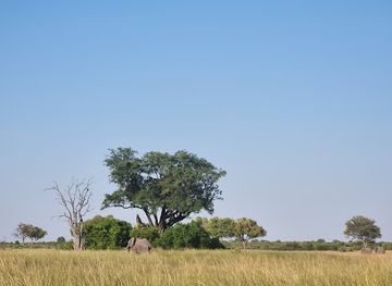 botswana/okavango-delta/attraction/kwene-trails