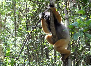 madagascar/ihorombe/attraction/reserve-speciale-d-analamazoatra