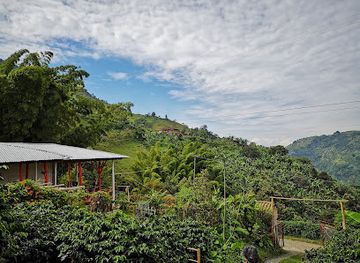 colombia/coffee-axis/attraction/cafe-tio-conejo-finca