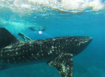 maldives/dhigurah/attraction/south-ari-marine-park-sampa