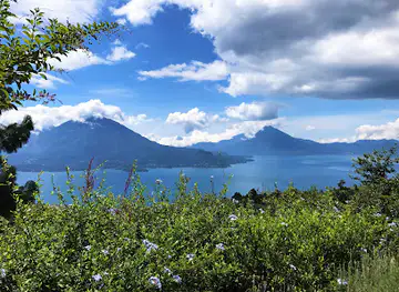 Lavanda Guatemala