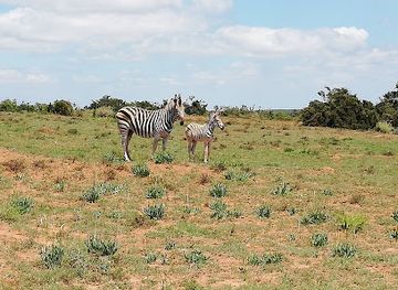 south-africa/addo-elephant-national-park/attraction/carols-rest-drinking-hole-lookout