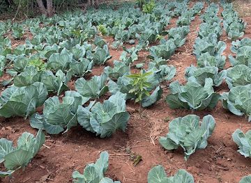 zambia/solwezi/attraction/mulenga-chm-11238