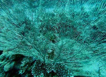 maldives/huvadhoo-atoll/attraction/bodu-helun-thila