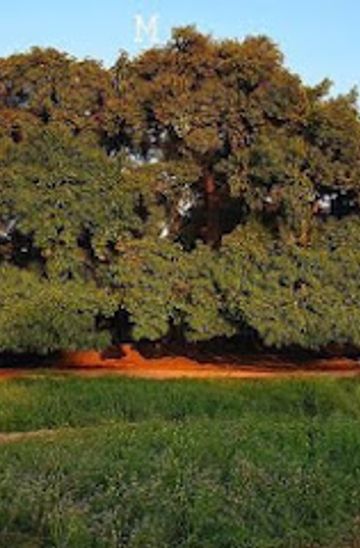 The Majestic Old Tree of Midh Ranjha