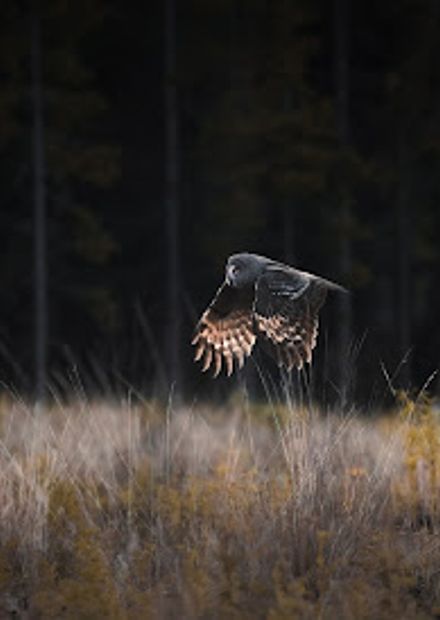 Nordic Safari Sweden